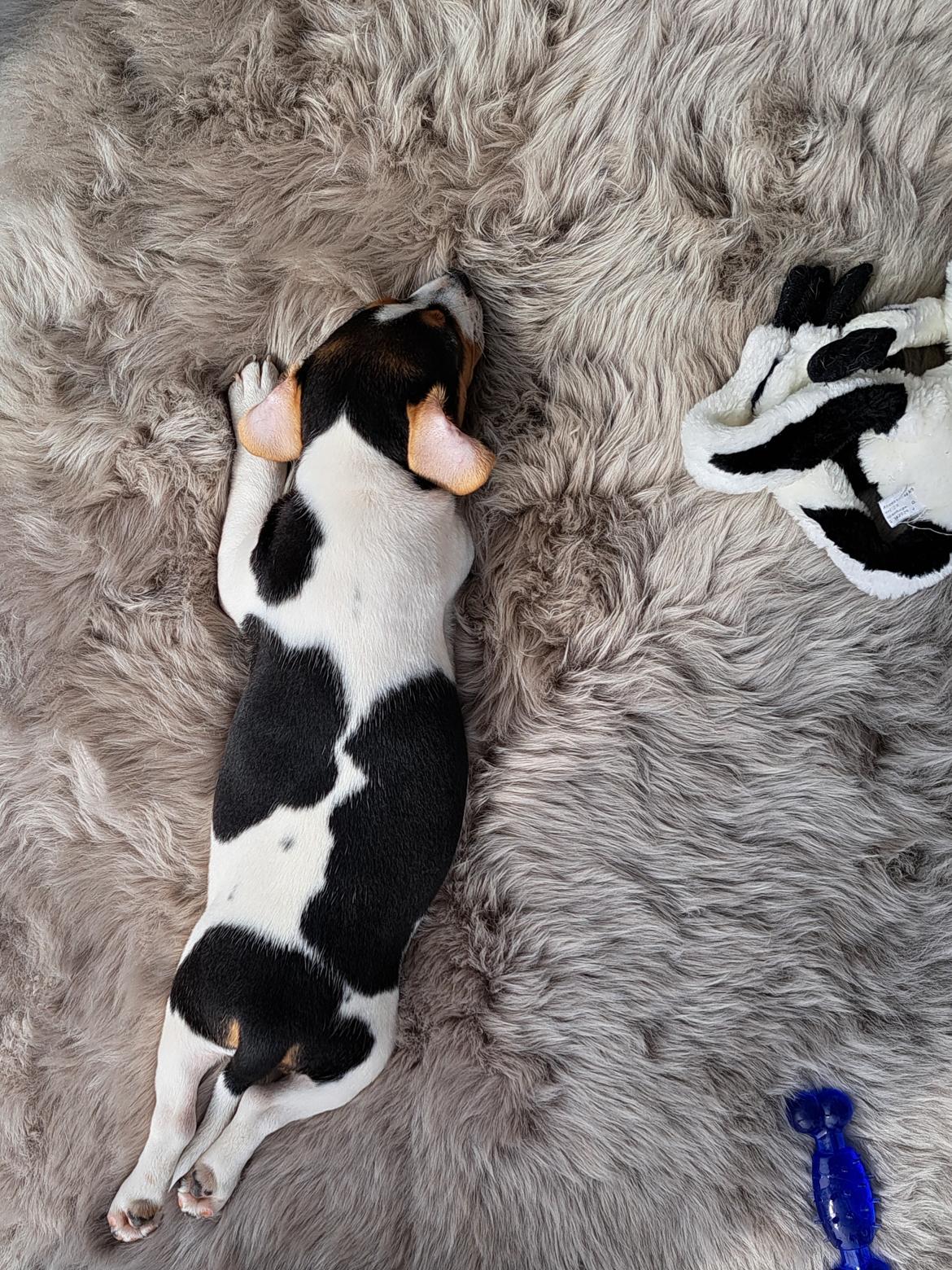 Dansk svensk gaardhund Eddie R.I.P. - 13. maj 2023 billede 15