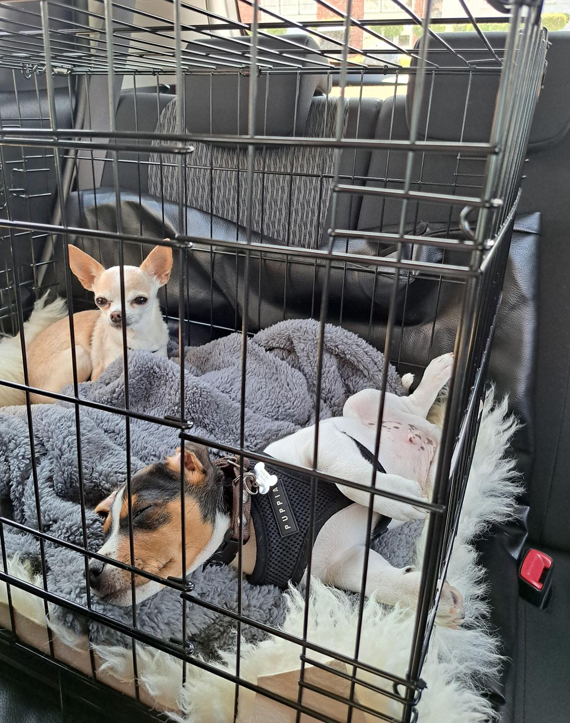 Dansk svensk gaardhund Eddie R.I.P. - 14. maj 2023 billede 16