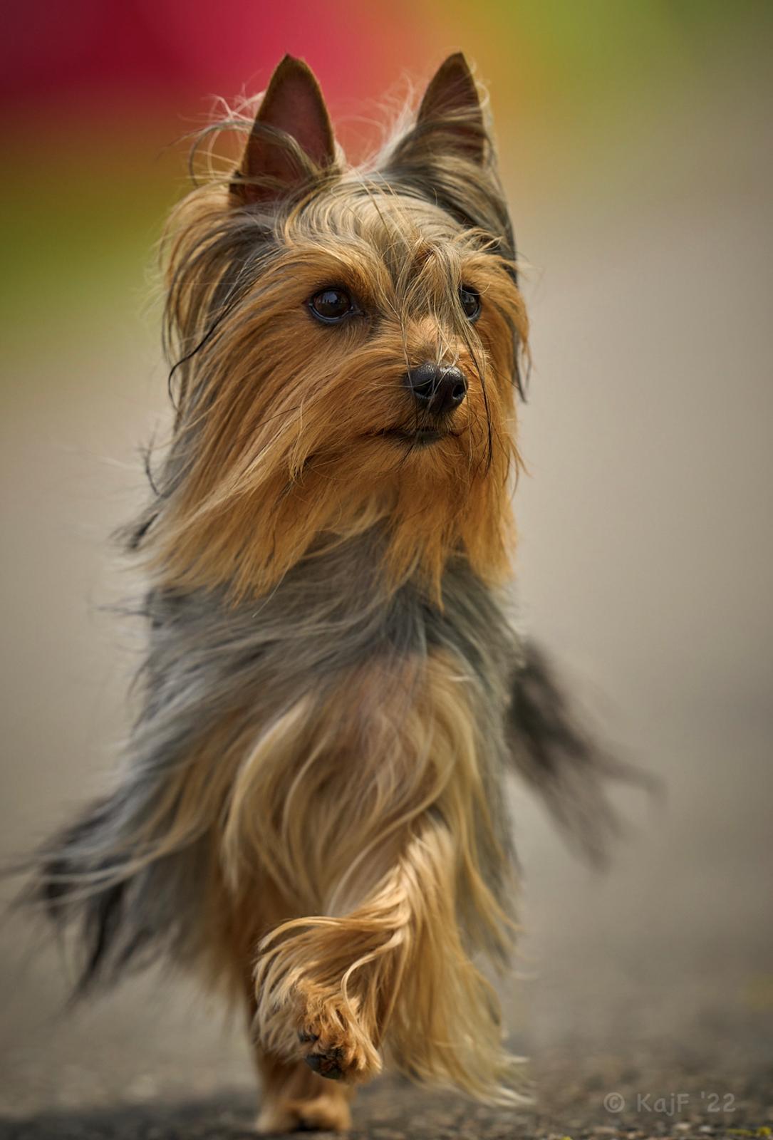 Australian silky terrier Enga’s Middle of the Night billede 4