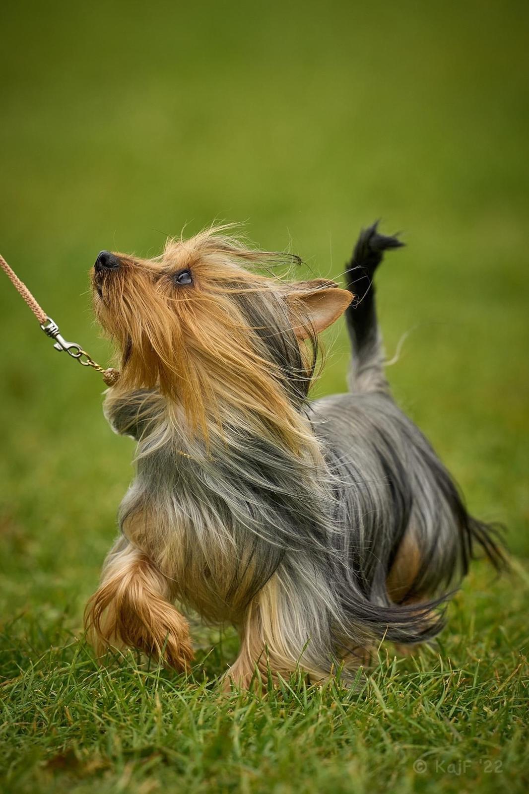 Australian silky terrier Enga’s Middle of the Night billede 5