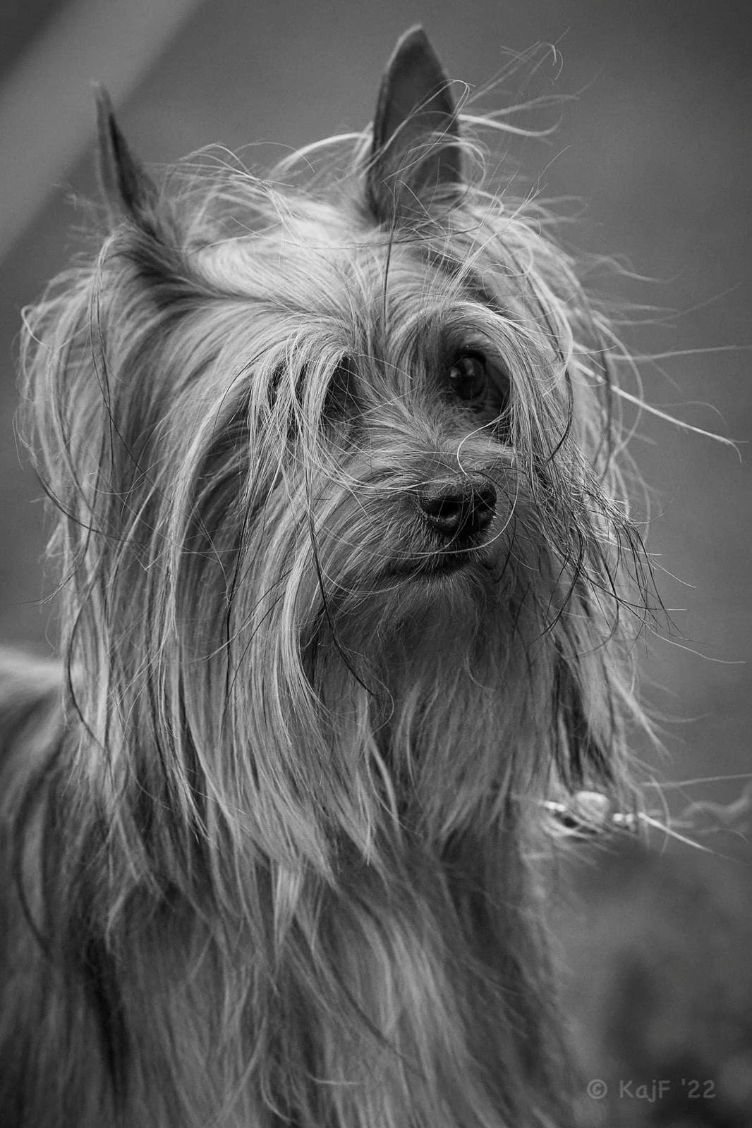 Australian silky terrier Enga’s Middle of the Night billede 6