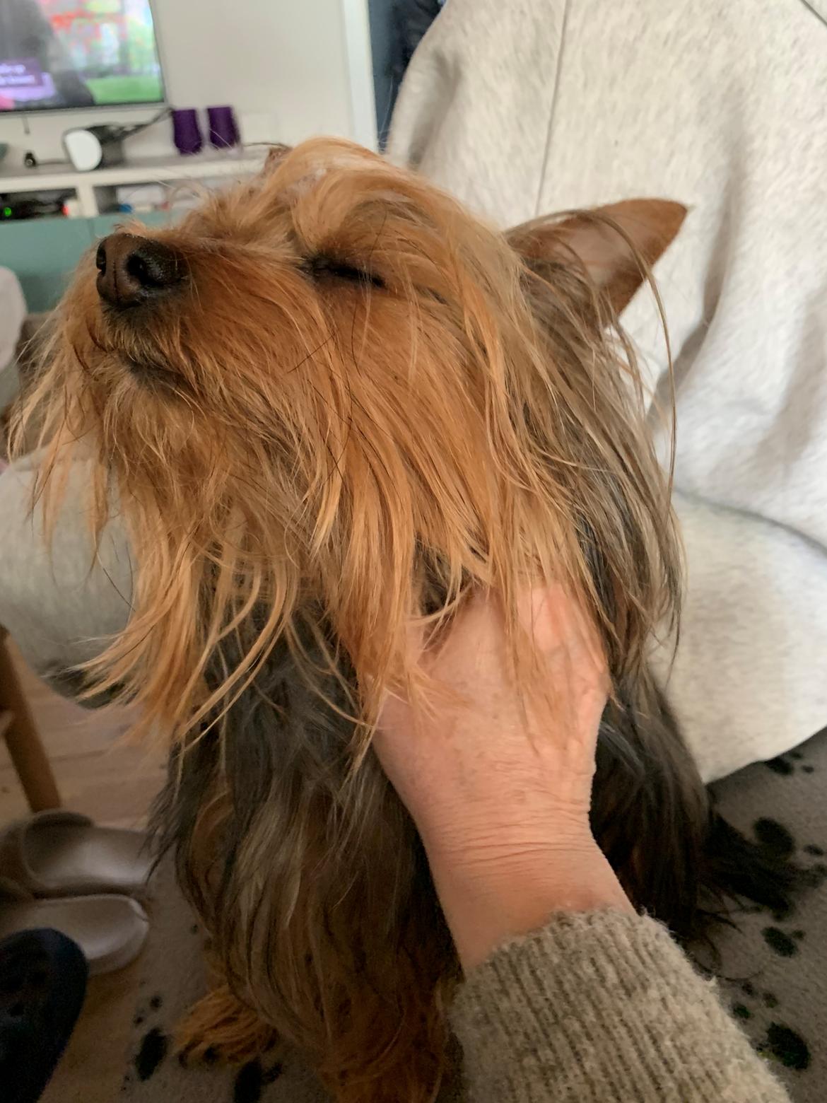 Australian silky terrier Enga’s Middle of the Night billede 2