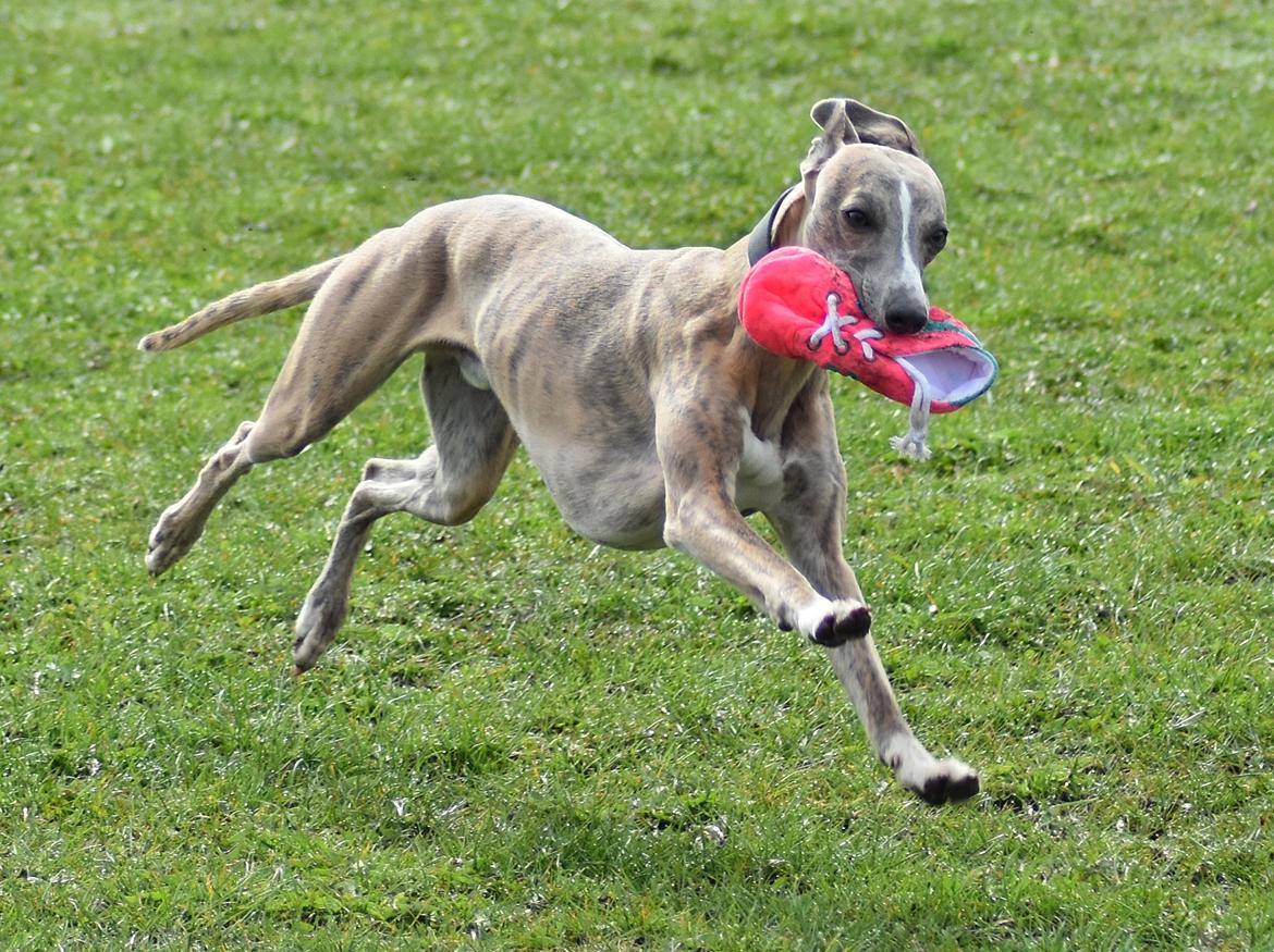 Whippet Falcon (Tanalorn Mr. Quade) billede 41