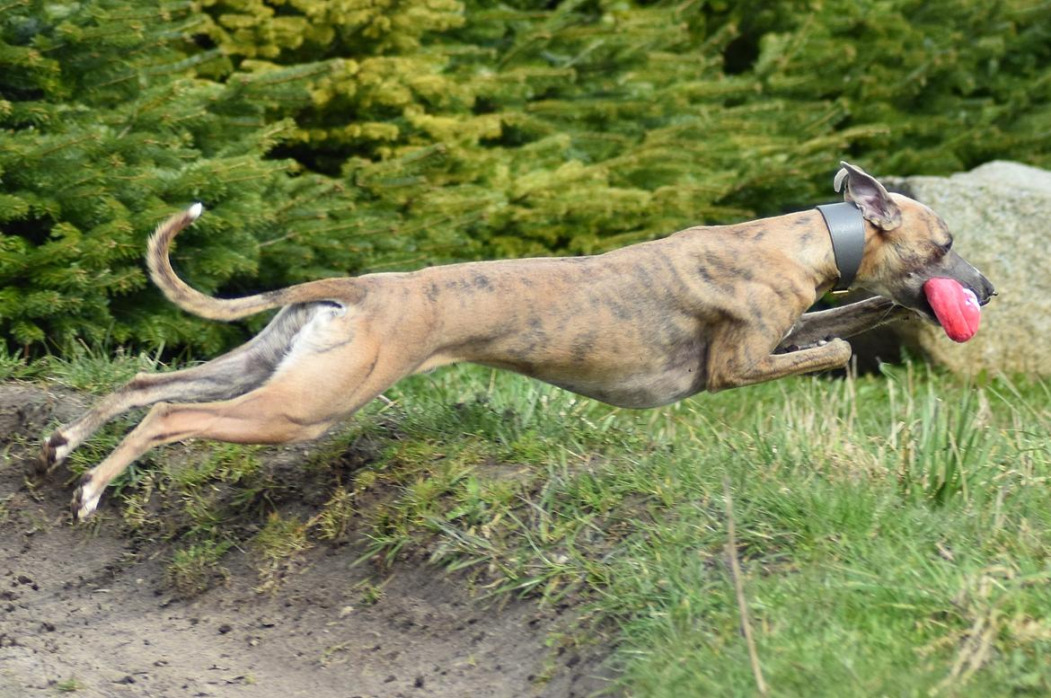 Whippet Falcon (Tanalorn Mr. Quade) billede 42