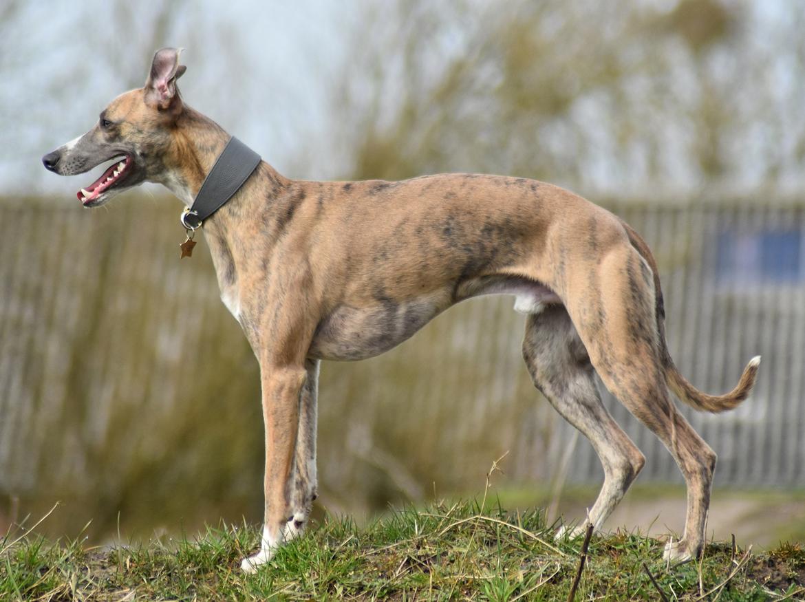 Whippet Falcon (Tanalorn Mr. Quade) billede 43