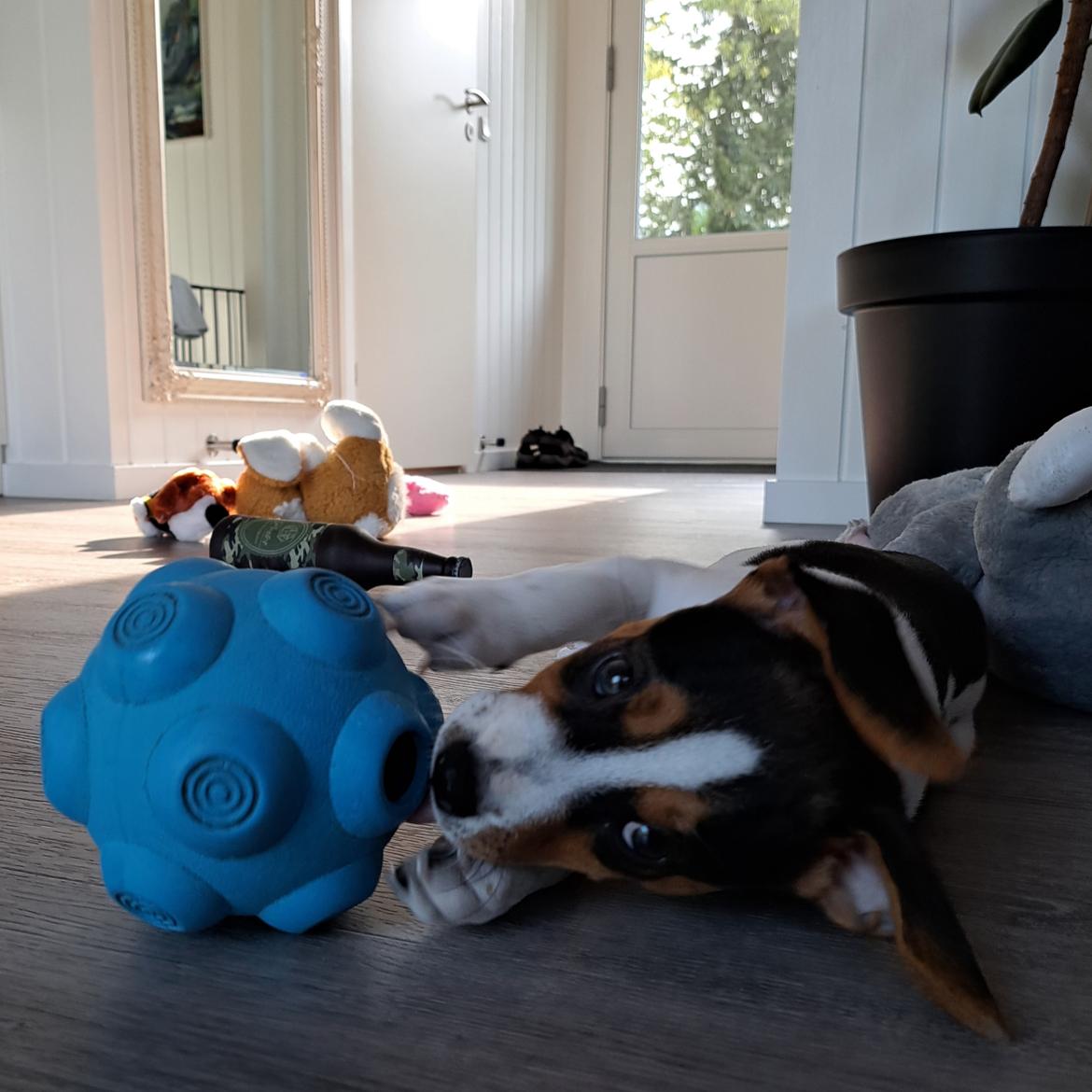 Dansk svensk gaardhund Eddie R.I.P. - 18. maj 2023 billede 17