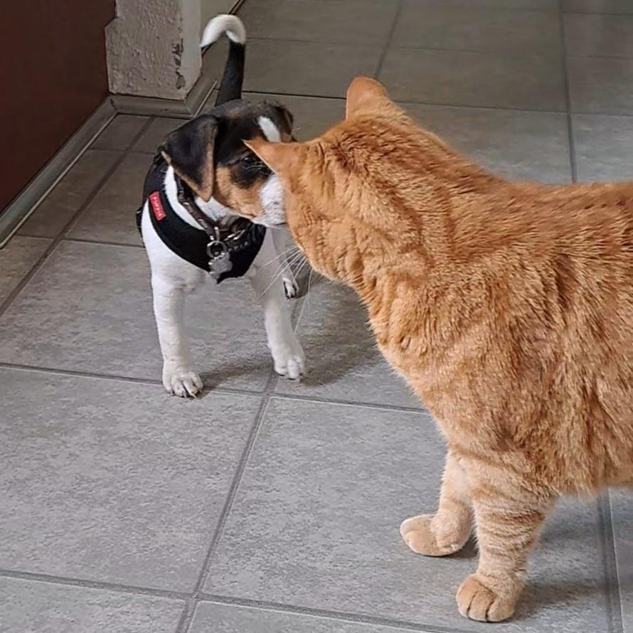 Dansk svensk gaardhund Eddie R.I.P. - 16. maj 2023 billede 18