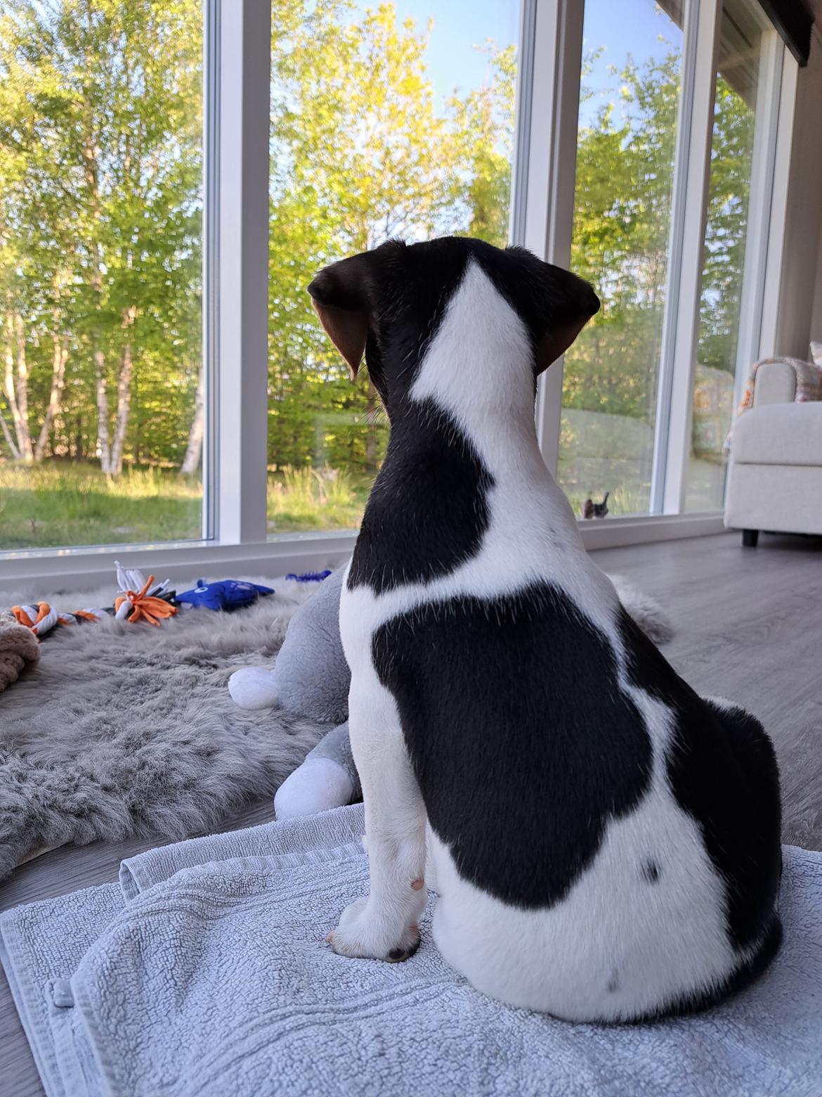 Dansk svensk gaardhund Eddie R.I.P. - 17. maj 2023 billede 19