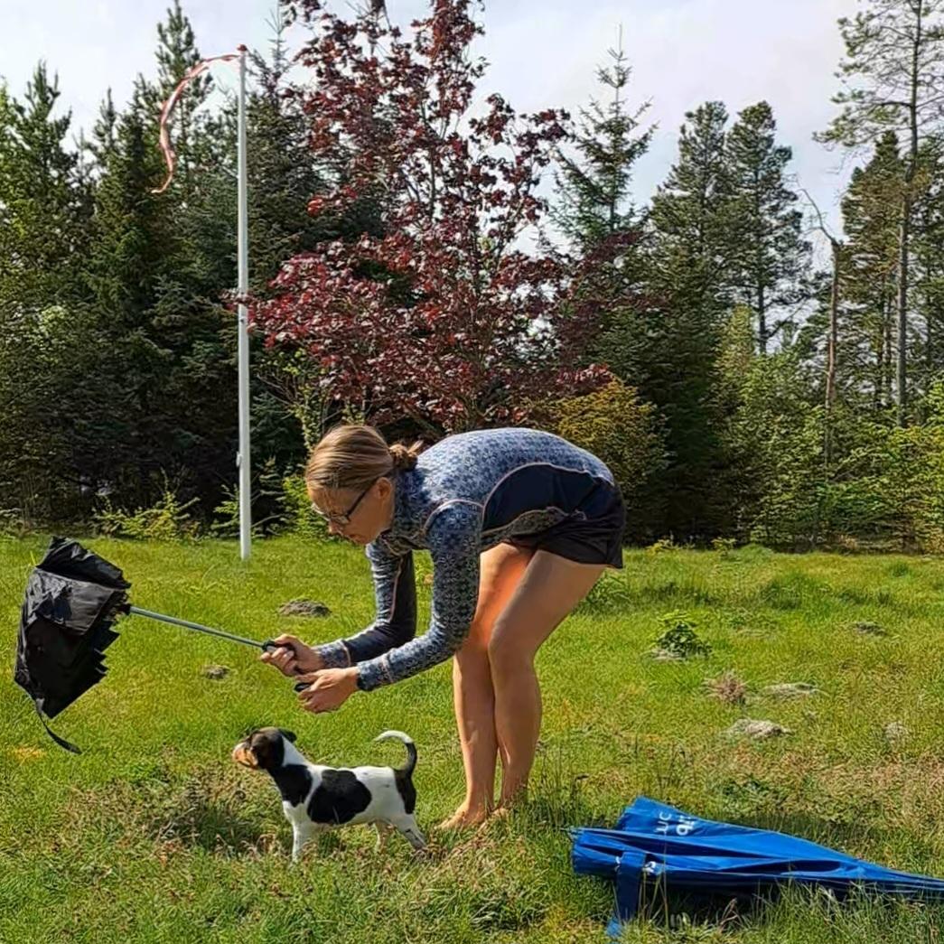 Dansk svensk gaardhund Eddie - 18. maj 2023 billede 23