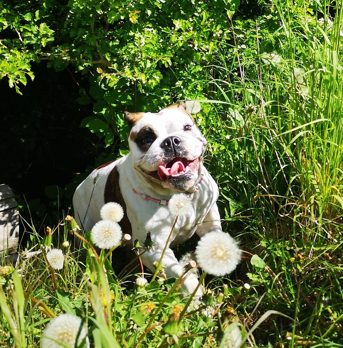 Engelsk bulldog Molosshuset Miss S. Ingle billede 13