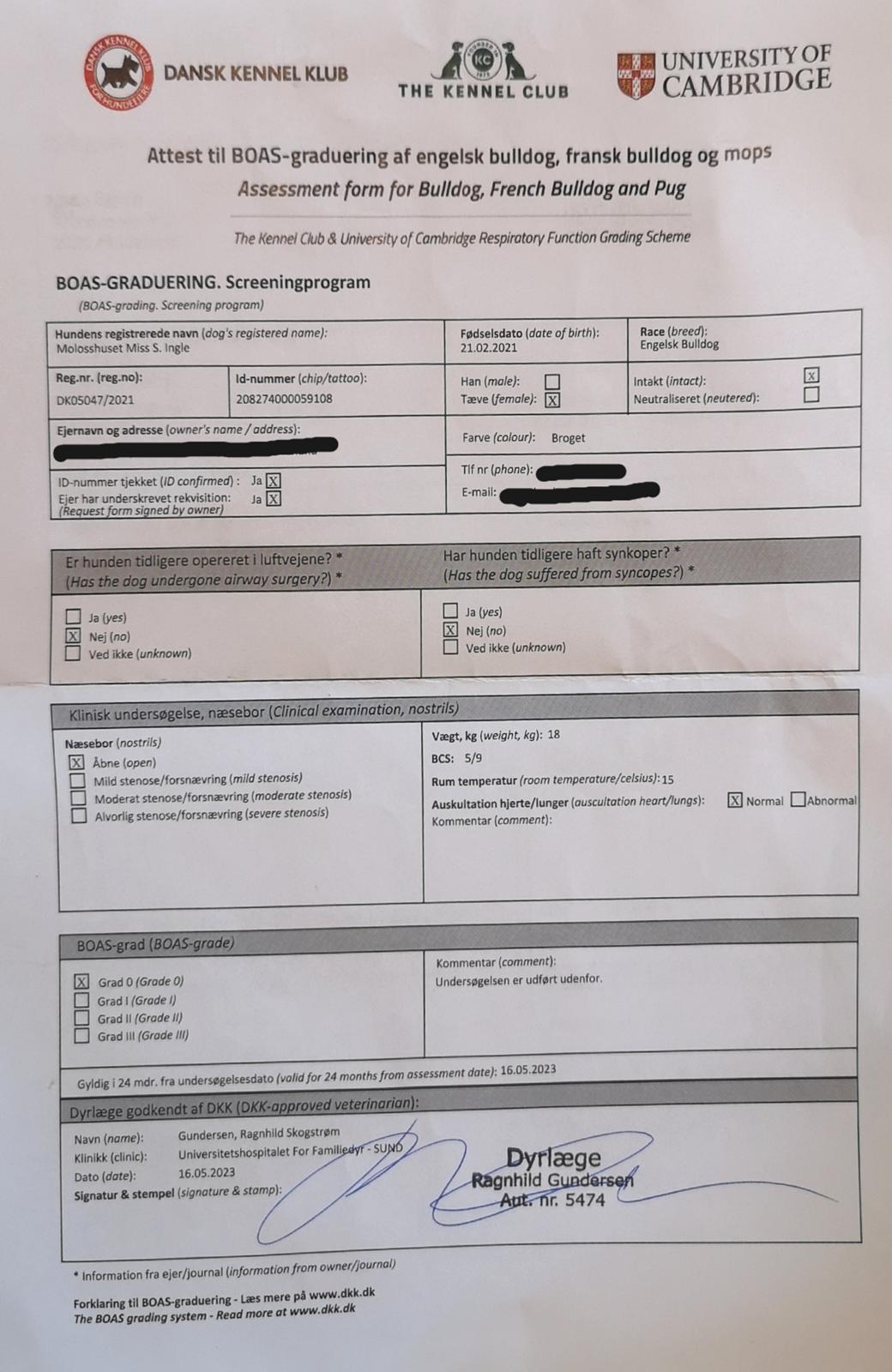 Engelsk bulldog Molosshuset Miss S. Ingle billede 14