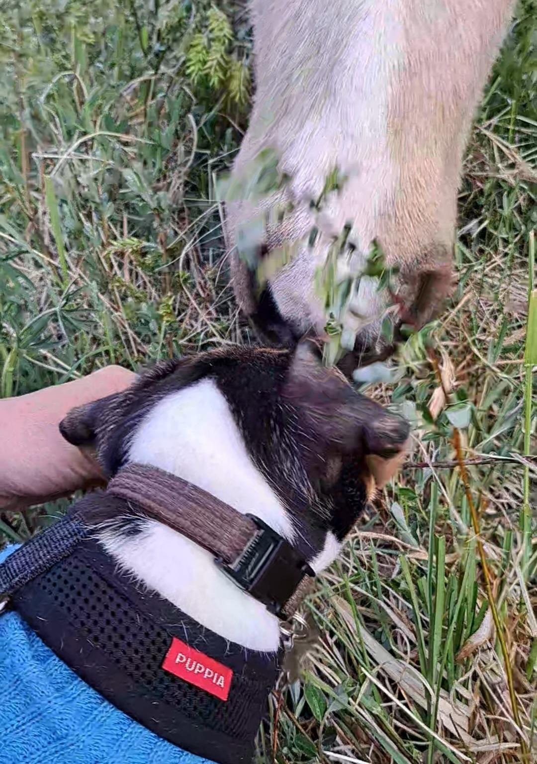 Dansk svensk gaardhund Eddie - 21. maj 2023 billede 24