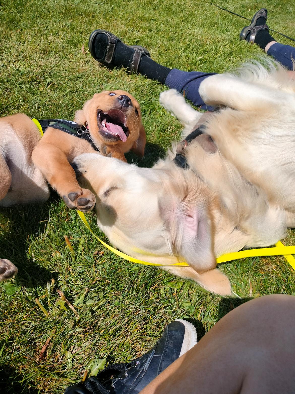 Labrador retriever Amber - første gang Amber møder en hund hun kan med  billede 10