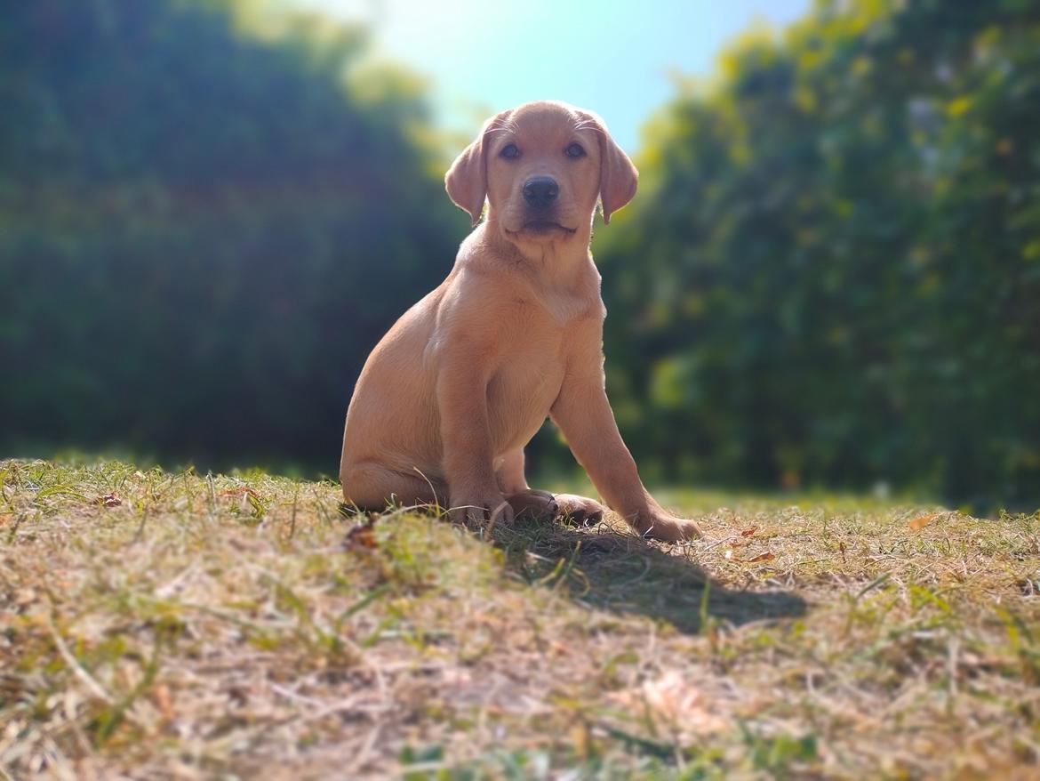 Labrador retriever Amber billede 11