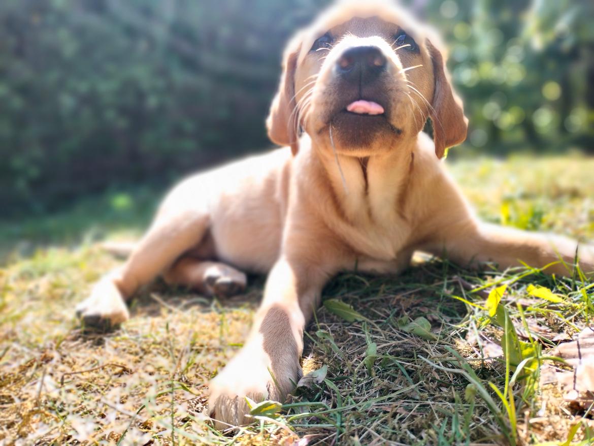 Labrador retriever Amber billede 12