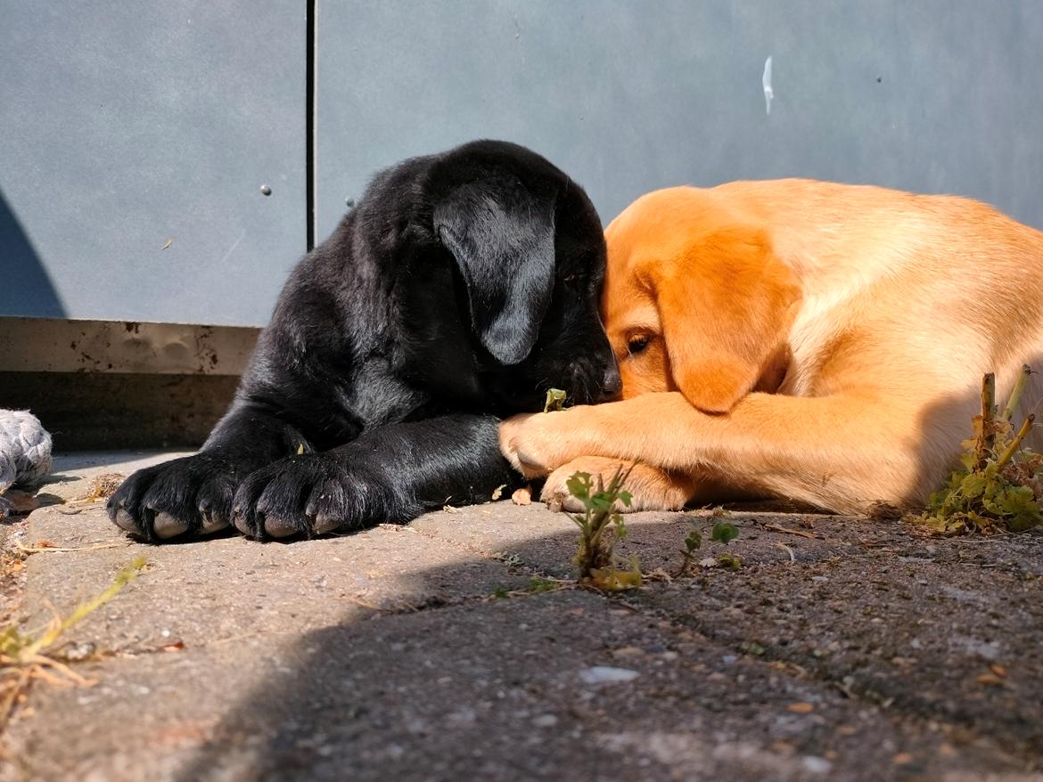 Labrador retriever Ace billede 4