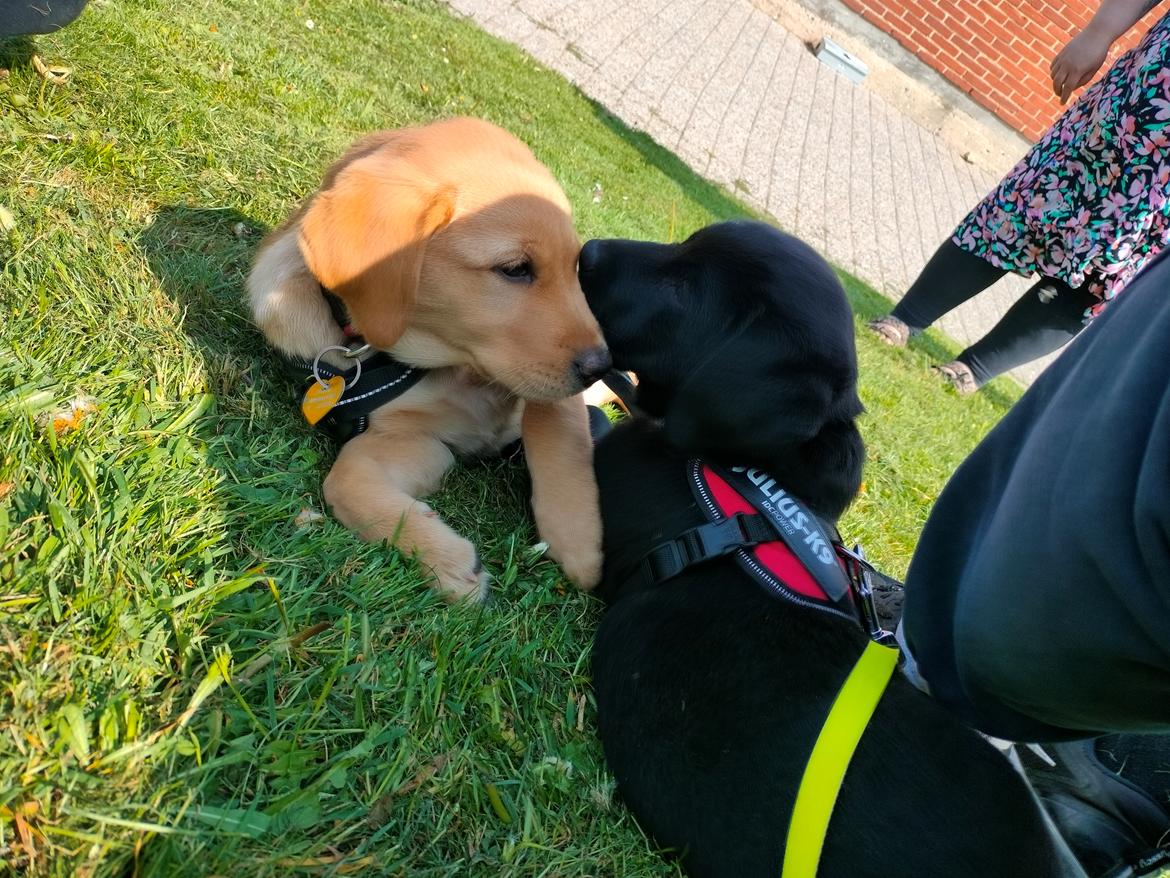 Labrador retriever Amber - første møde med vores anden hund (Ace) billede 17