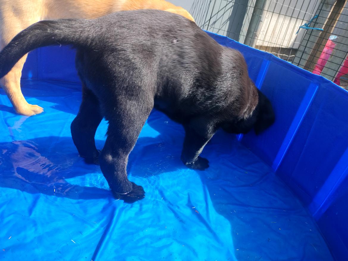 Labrador retriever Ace - Ace første tur i poolen  billede 8