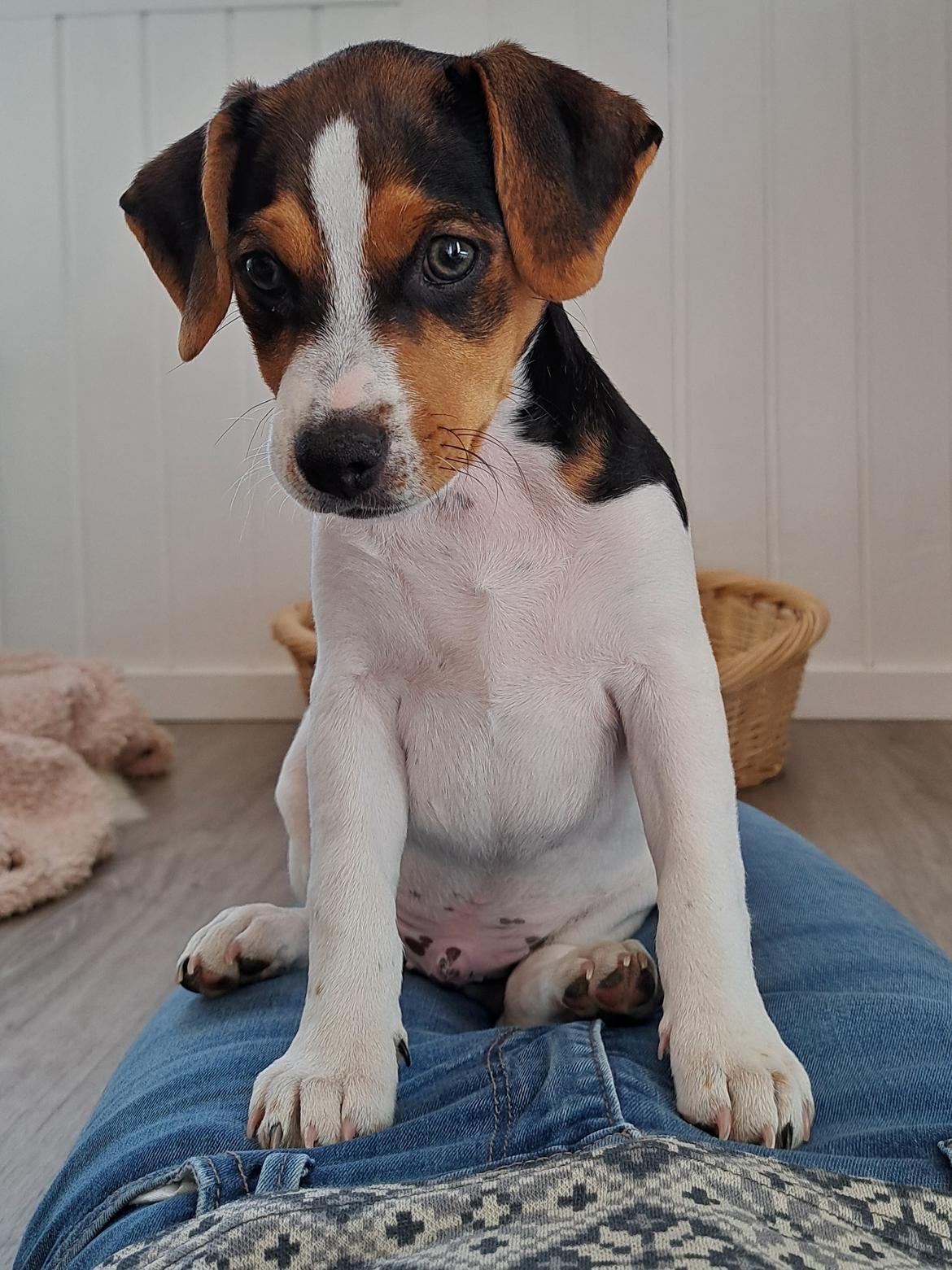 Dansk svensk gaardhund Eddie R.I.P. - 31. maj 2023 billede 50