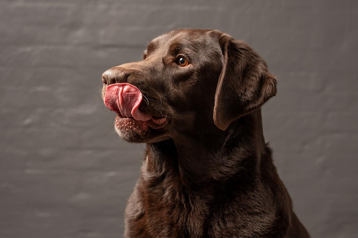 Labrador retriever Cody billede 9