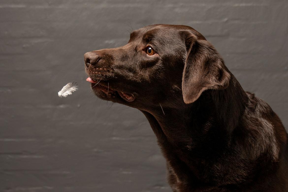 Labrador retriever Cody billede 21