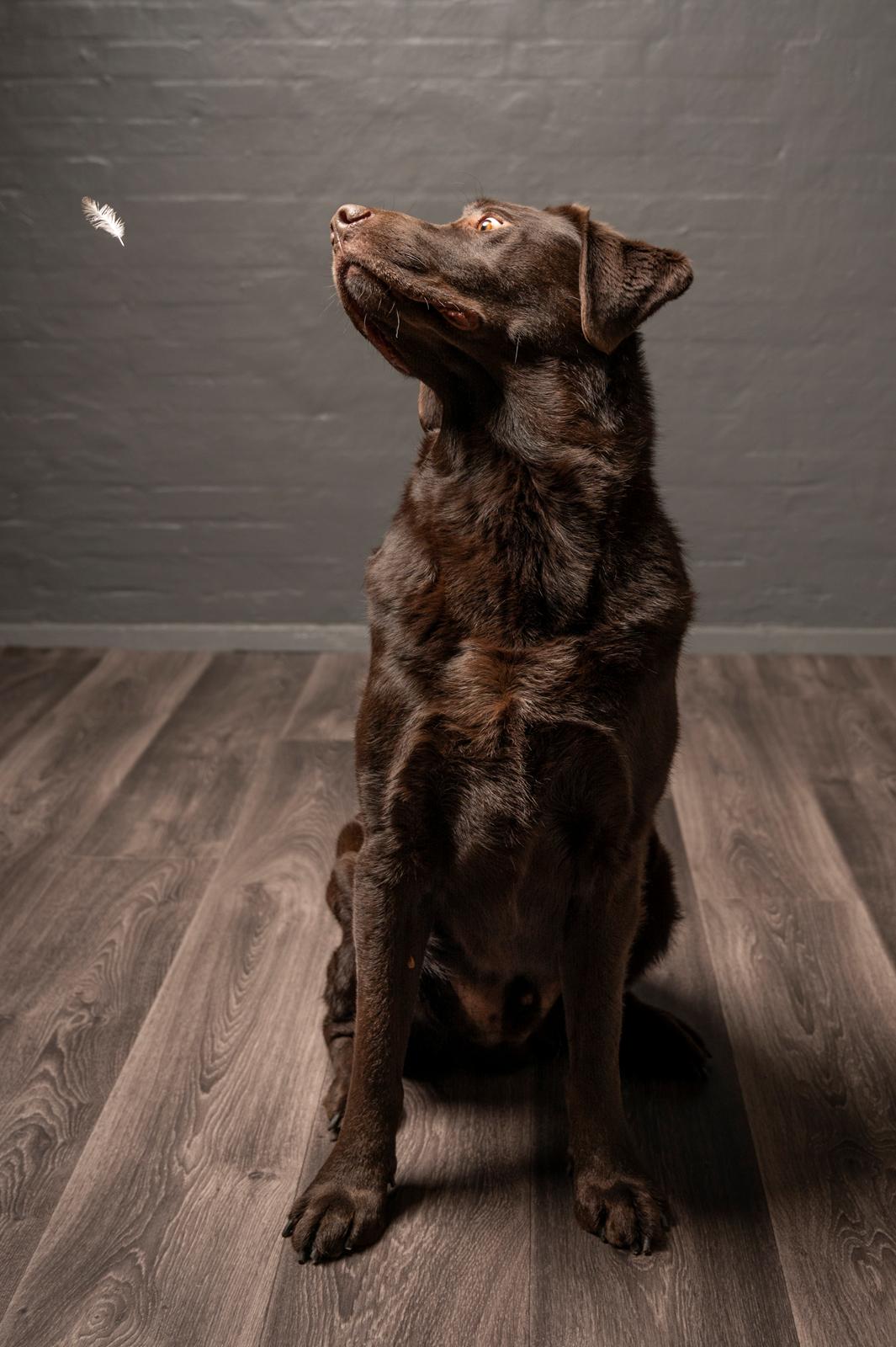 Labrador retriever Cody billede 8