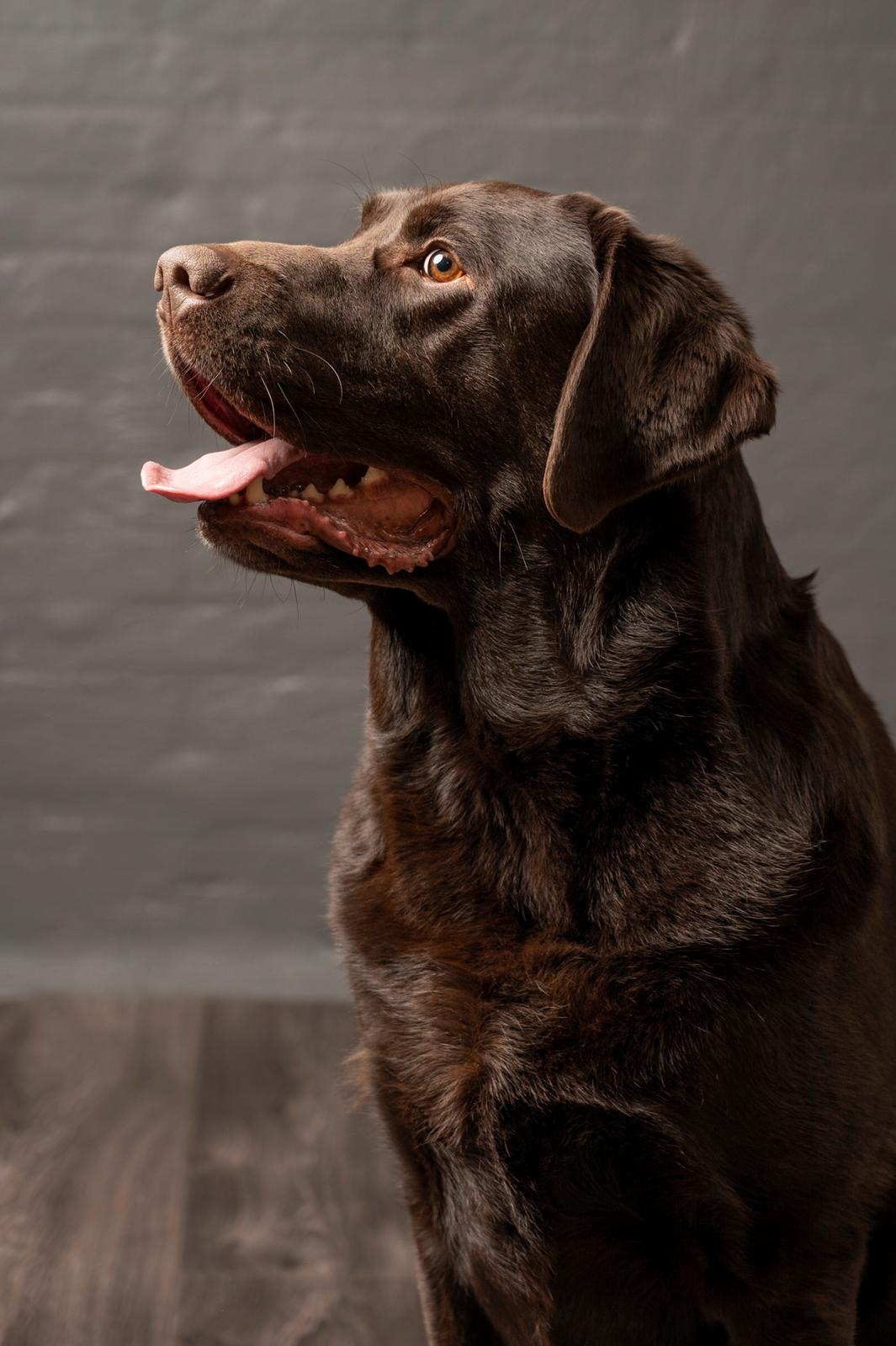 Labrador retriever Cody billede 45