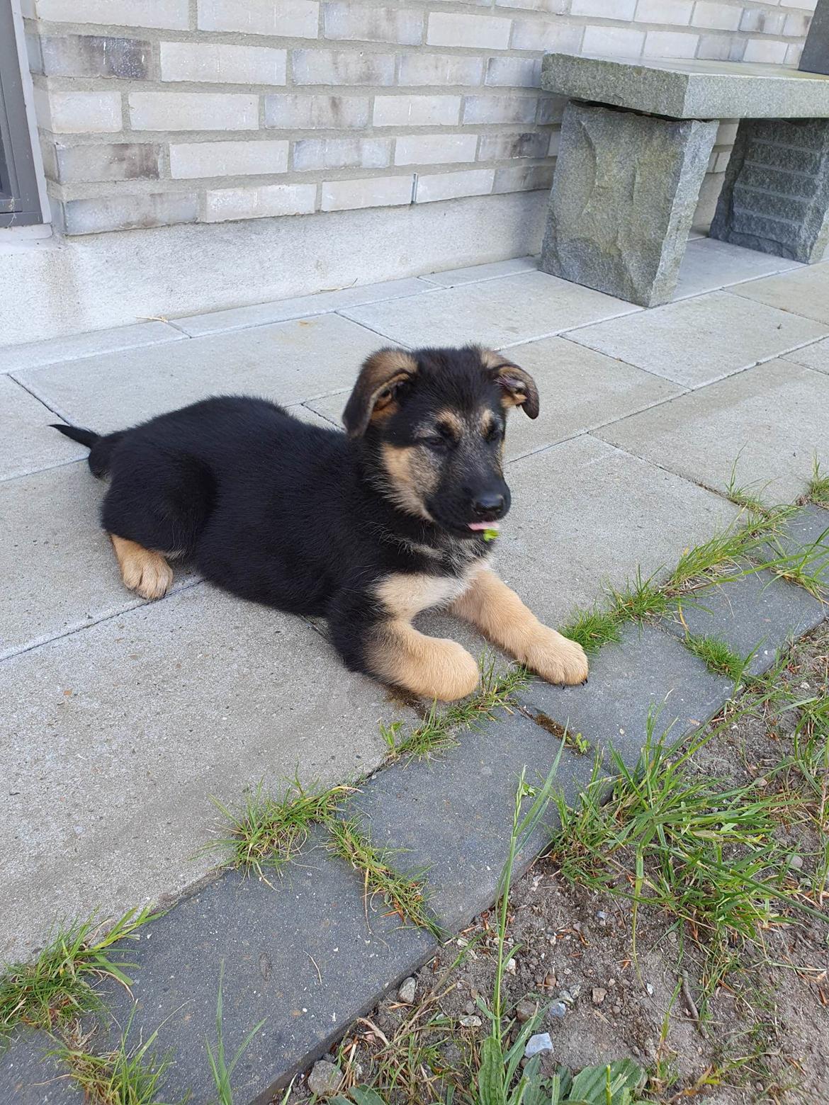 Schæferhund Kenzi. billede 7