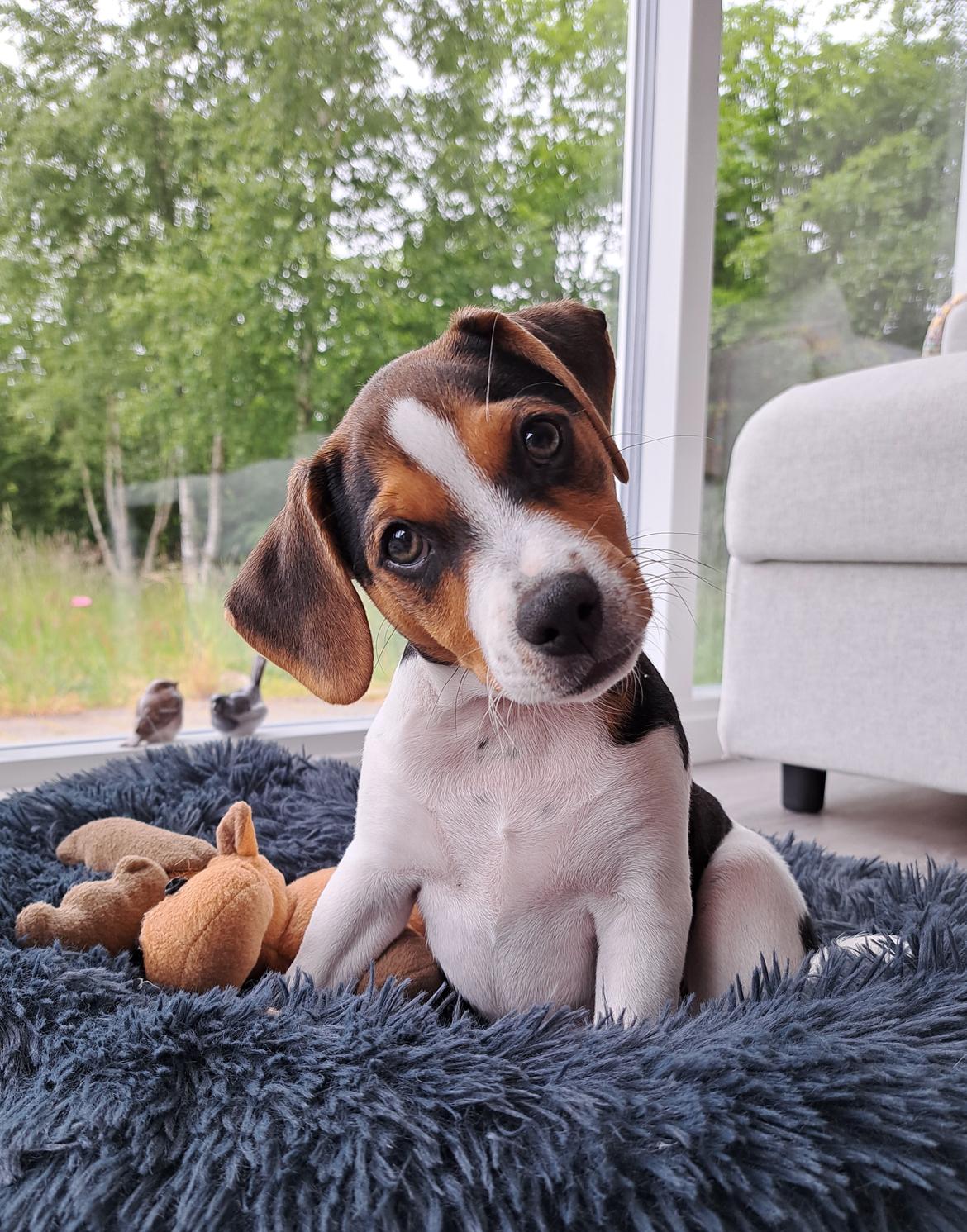 Dansk svensk gaardhund Eddie - 7. juni 2023 billede 26