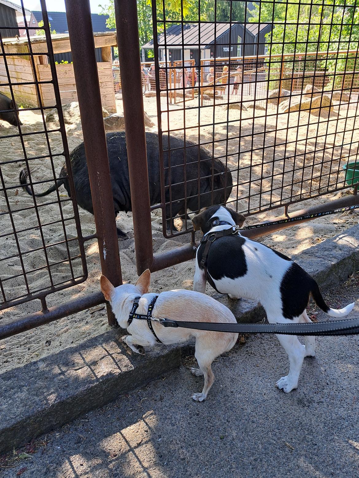 Dansk svensk gaardhund Eddie R.I.P. - 8. juni 2023 billede 24