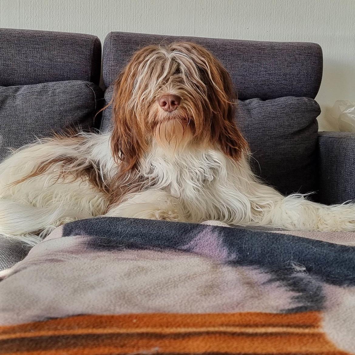 Schapendoes Idéfix billede 1