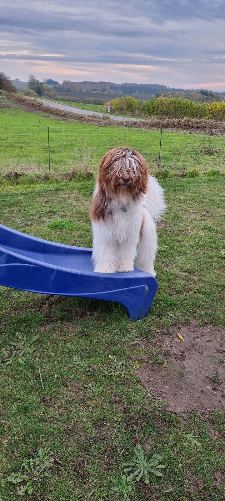 Schapendoes Idéfix billede 18