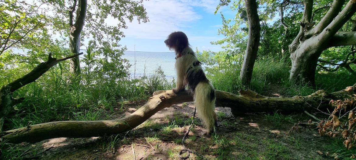 Schapendoes Idéfix billede 19