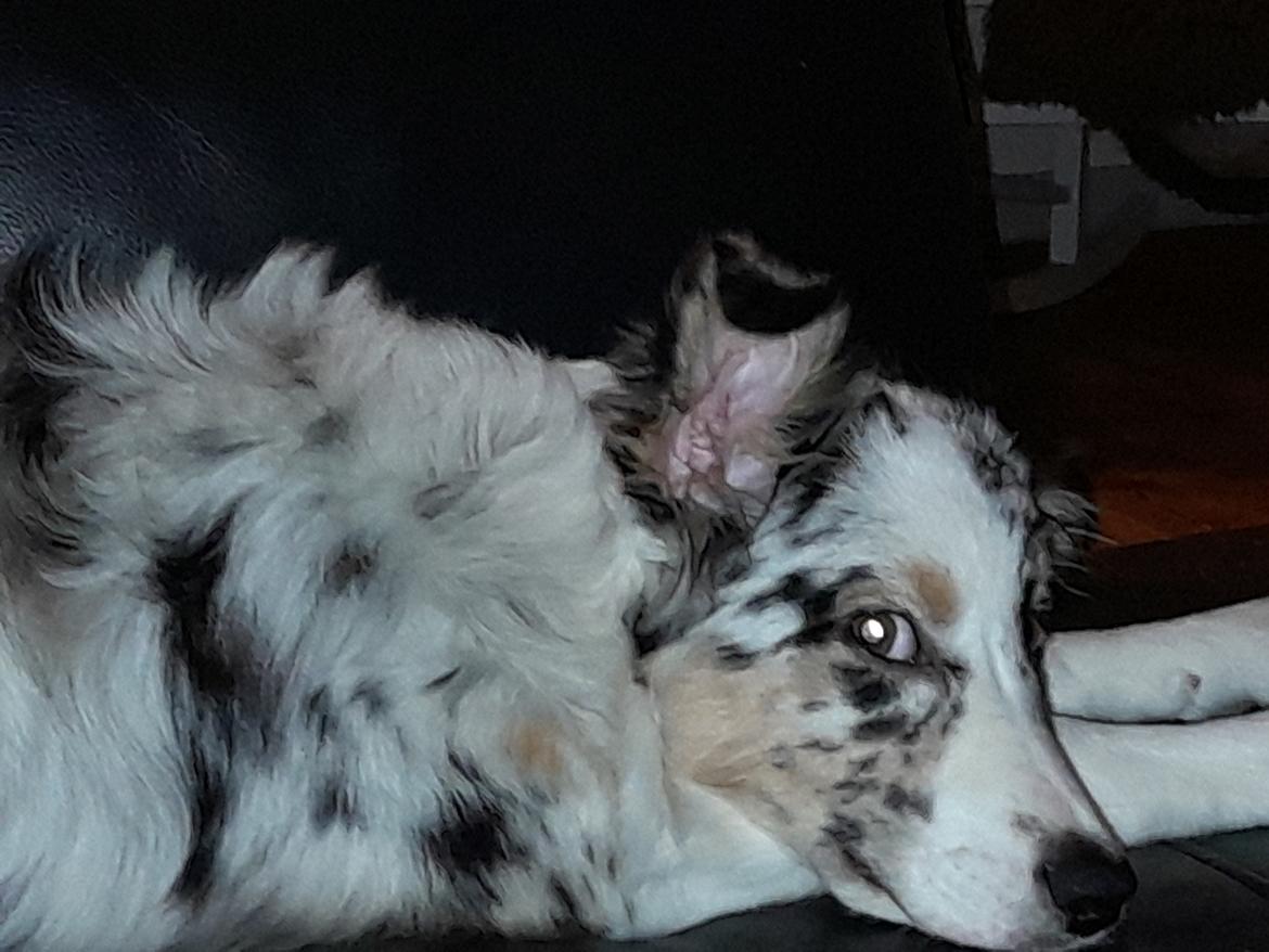Australian shepherd Saga billede 9