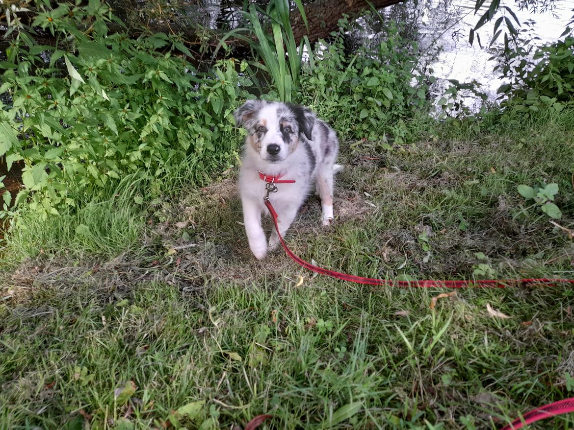 Australian shepherd Saga billede 10