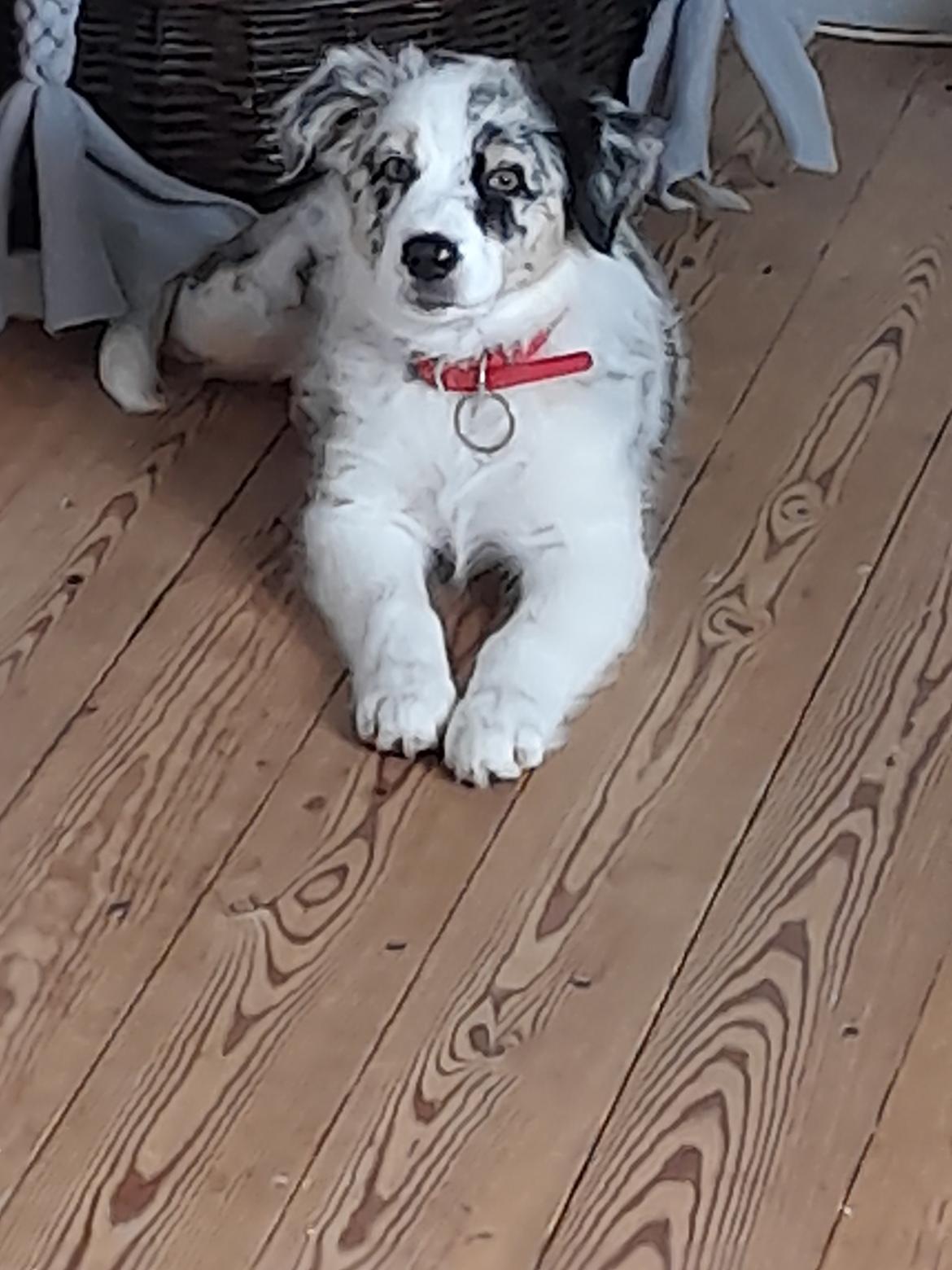 Australian shepherd Saga billede 12