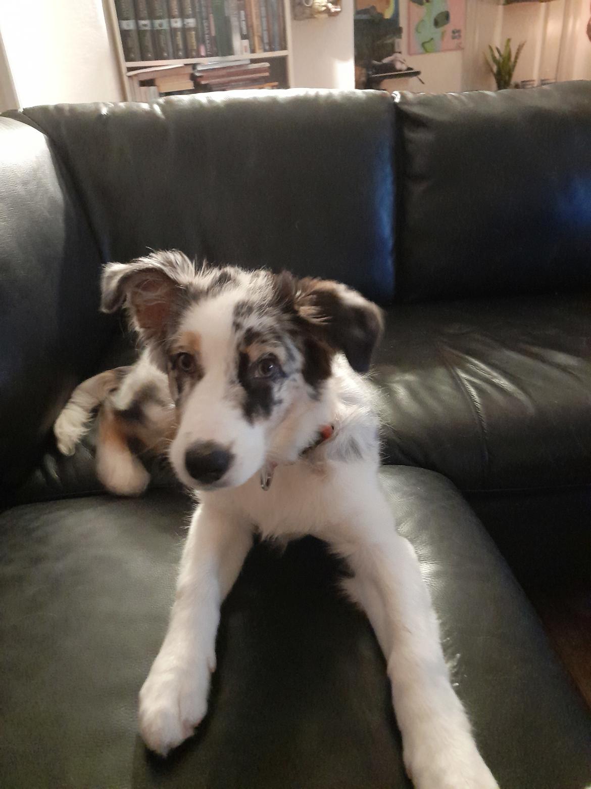 Australian shepherd Saga billede 13