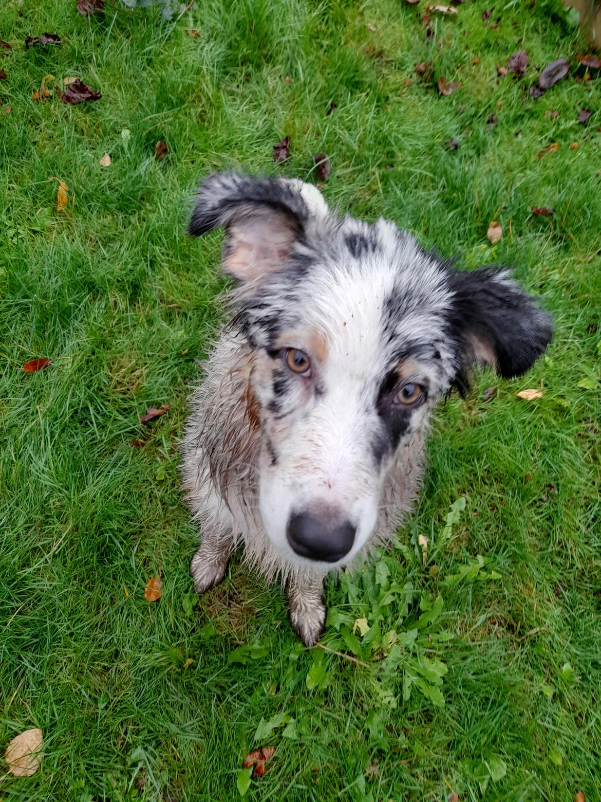 Australian shepherd Saga billede 14