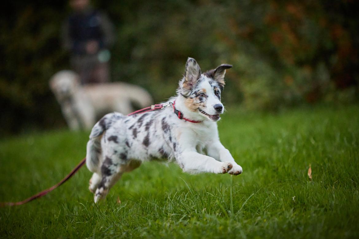 Australian shepherd Saga billede 15