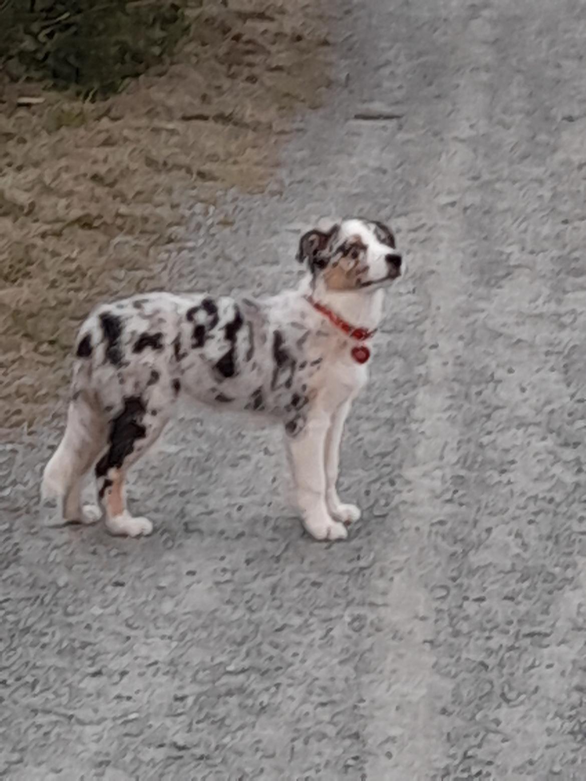 Australian shepherd Saga billede 17