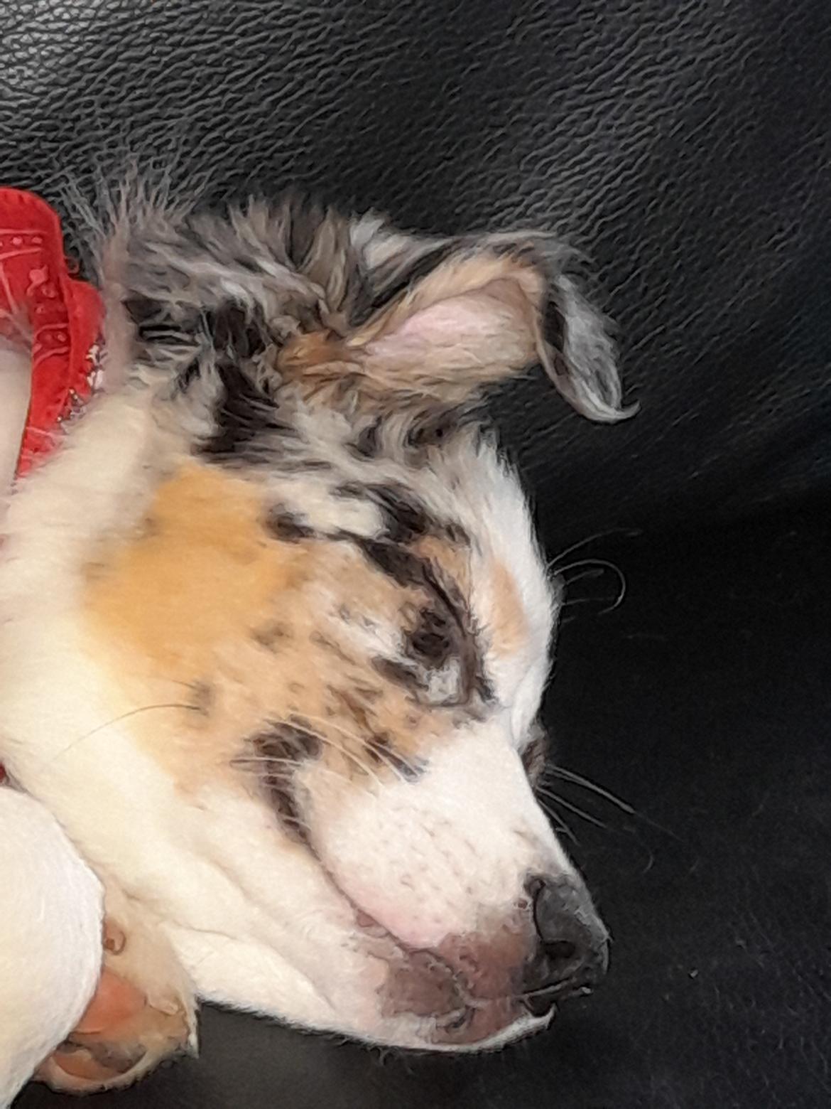 Australian shepherd Saga billede 11