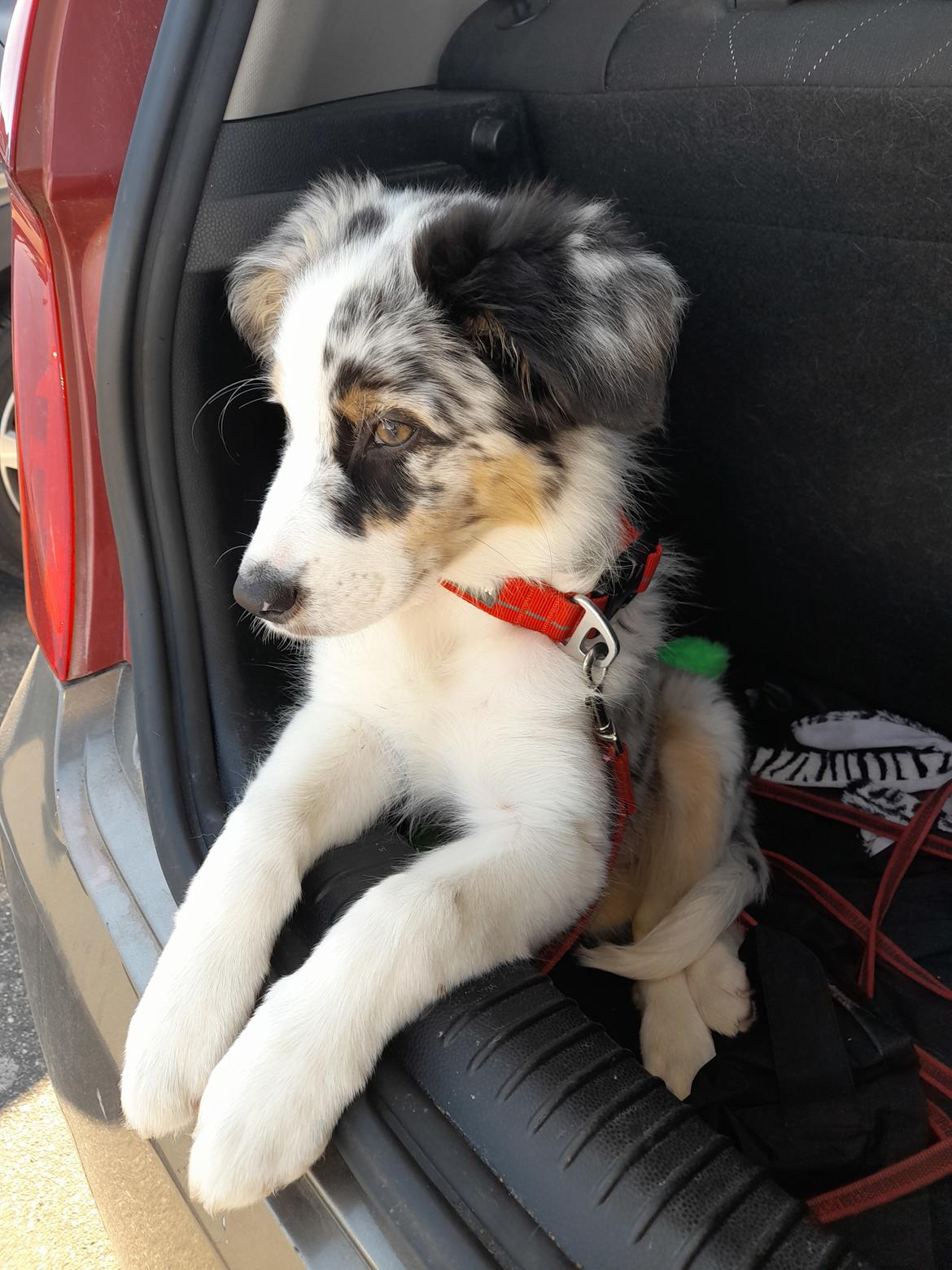 Australian shepherd Saga billede 18