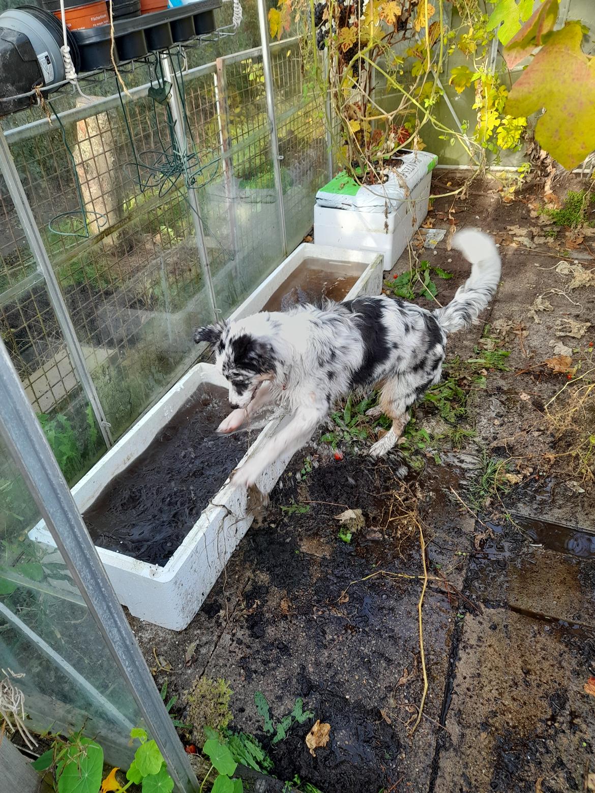 Australian shepherd Saga billede 19