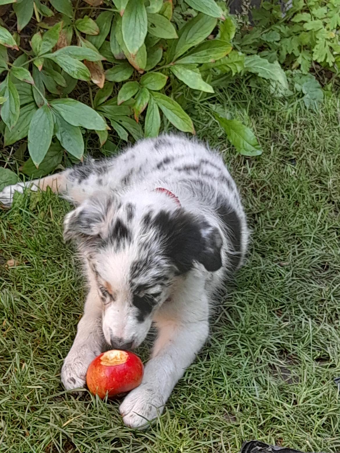 Australian shepherd Saga billede 20