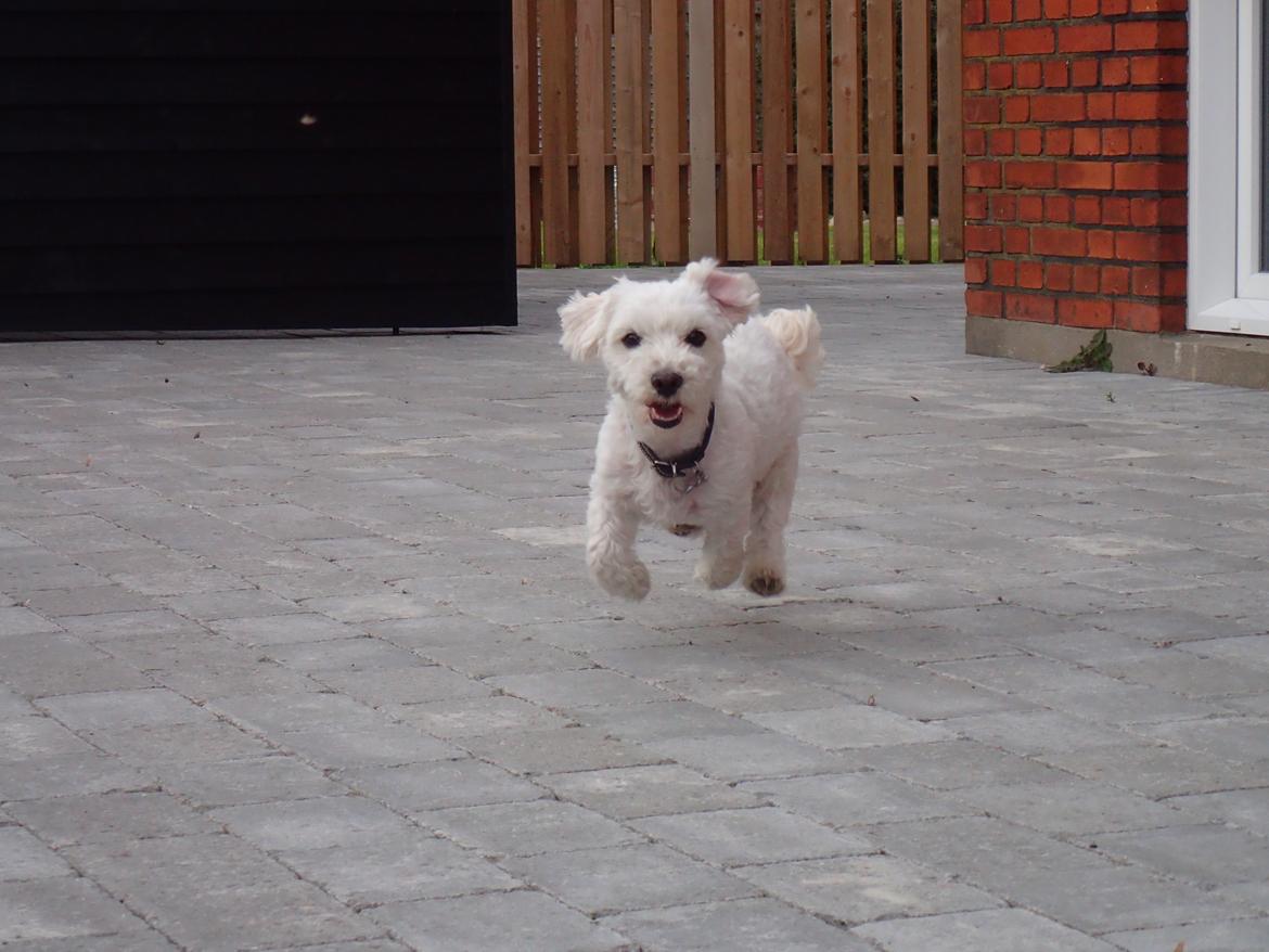 Malteser Ella billede 2