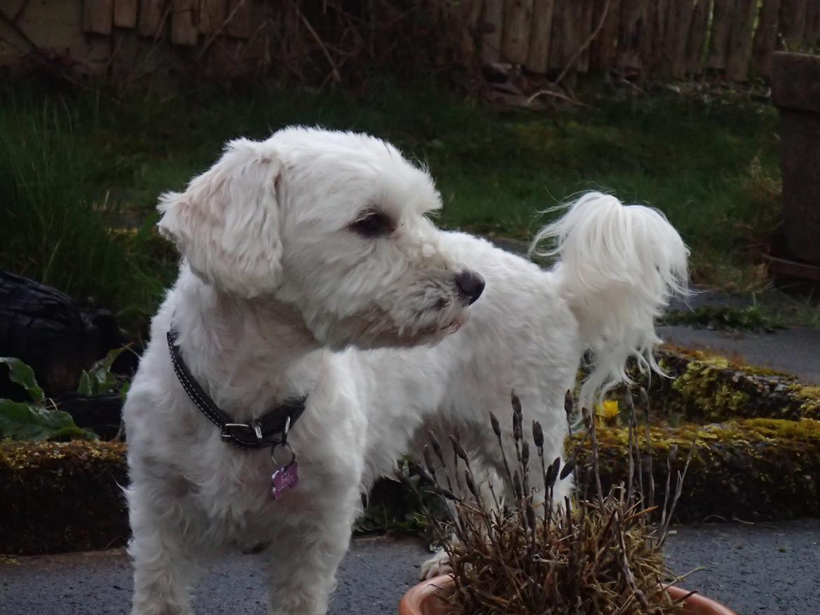 Malteser Ella billede 1