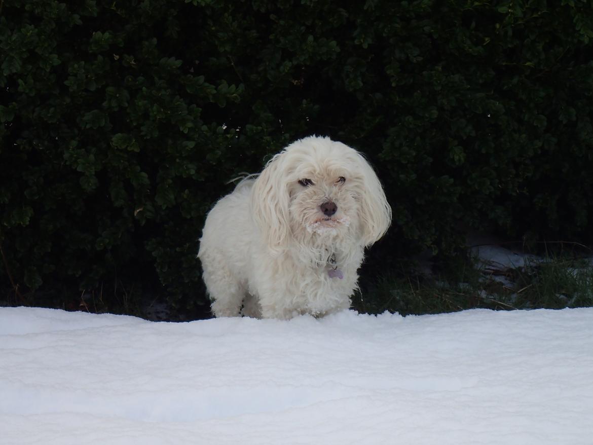 Malteser Ella billede 3