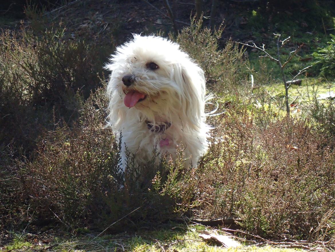 Malteser Ella billede 4