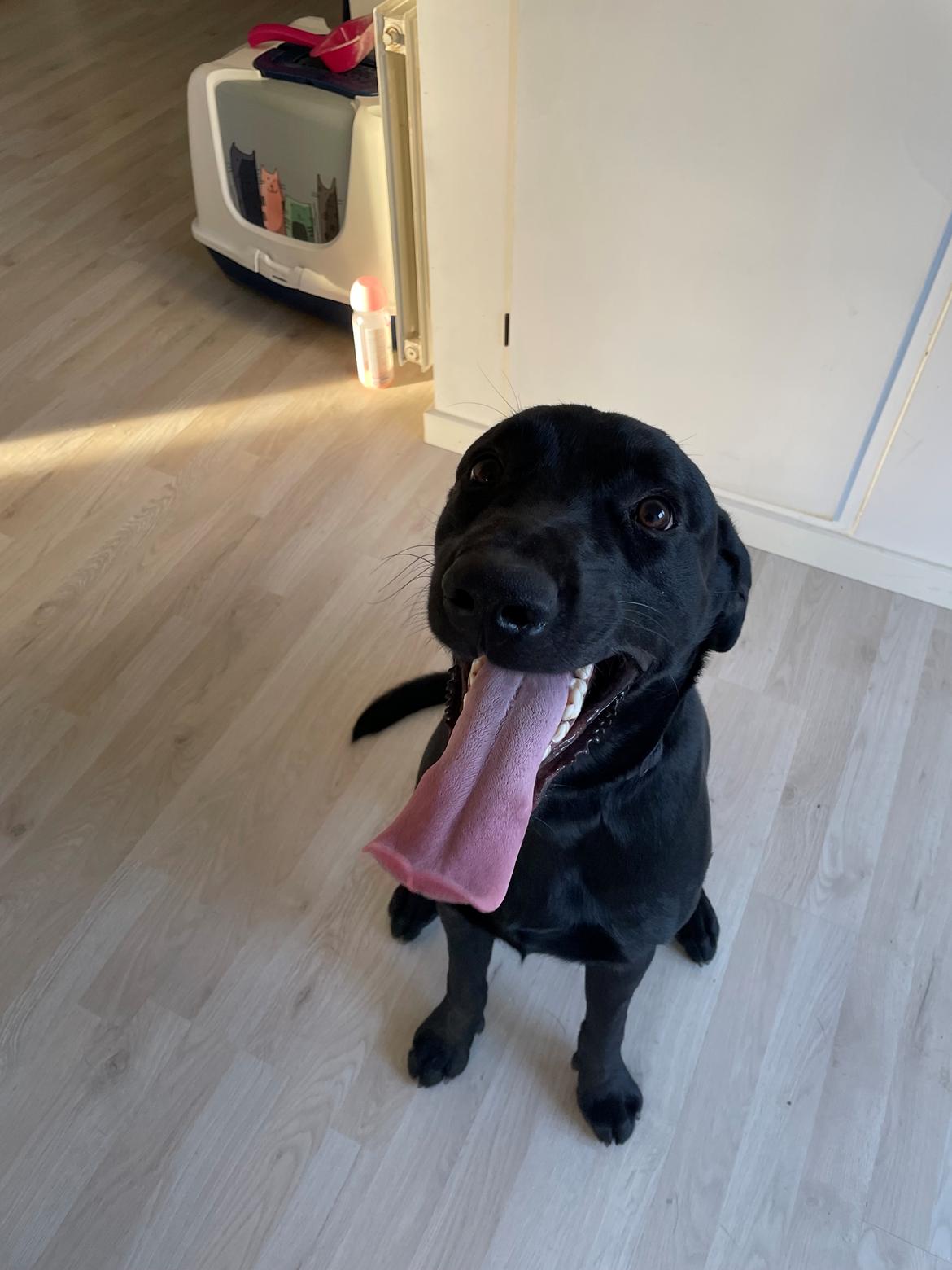 Labrador retriever Bamse billede 2