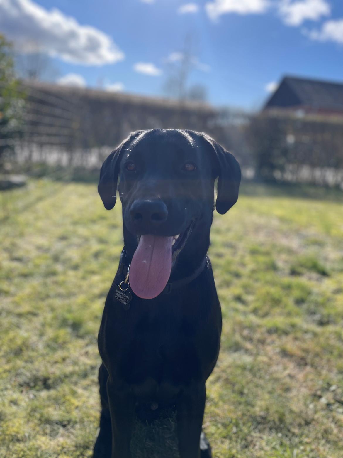 Labrador retriever Bamse billede 3